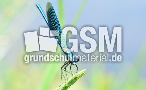 Gebänderte Prachtlibelle - Männchen (6).jpg